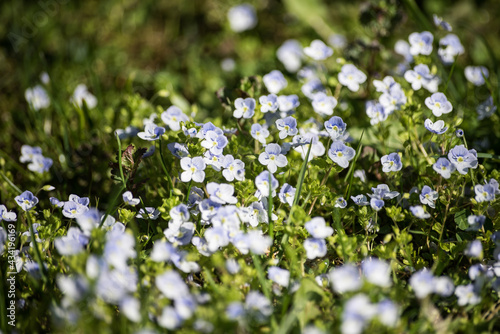 Little blue flowers Veronica filiformis slender Speedwell in the garden in sunny spring day.