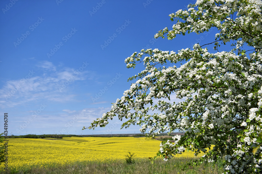 Obraz premium Canola field in bloom during spring