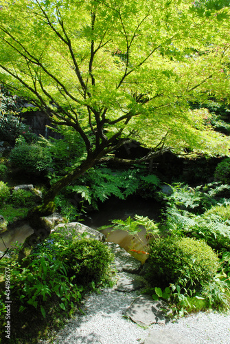 新緑の日本庭園 青紅葉