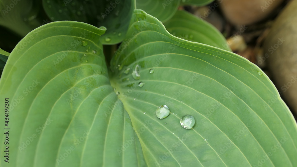 Obraz premium close up of two dew drops on a hosta leaf