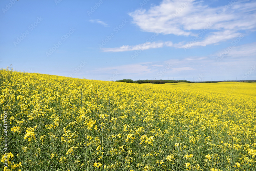 Canola field in bloom during spring