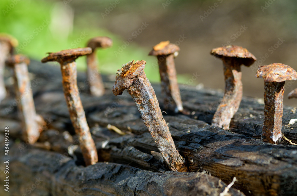 Rusty nails in a log.