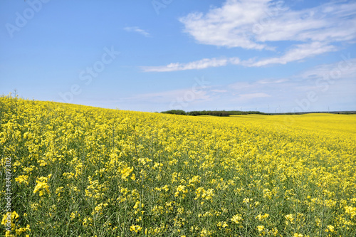 Canola field in bloom during spring © zvonkodjuric