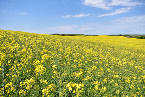 Canola field in bloom during spring © zvonkodjuric