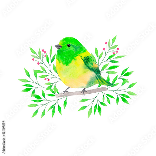 Watercolor green and yellow bird on branch isolated on white © Olivia Stl 
