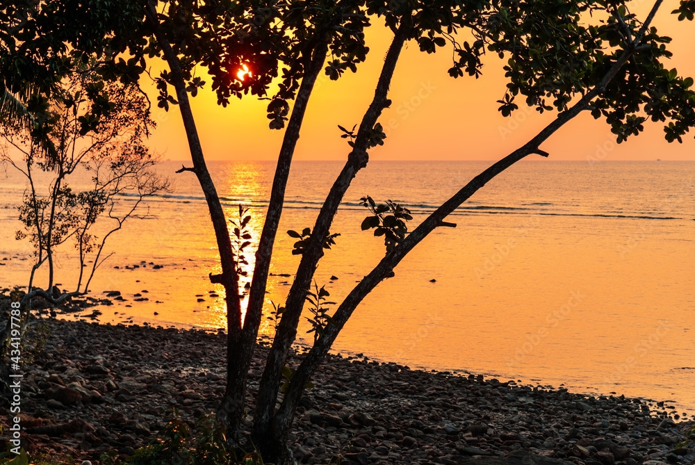  tree against the sunset