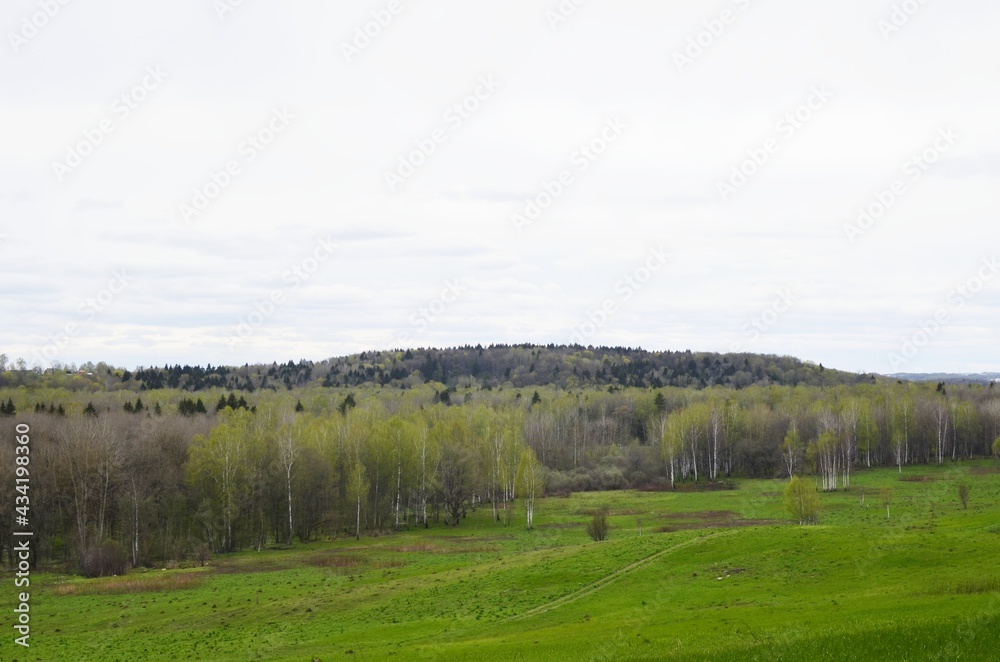 Obraz premium forest in the spring