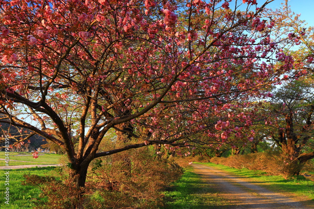 岩手県北上市　青空と満開の八重桜