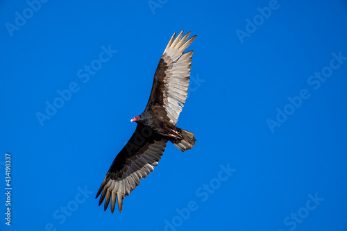 vulture in flight