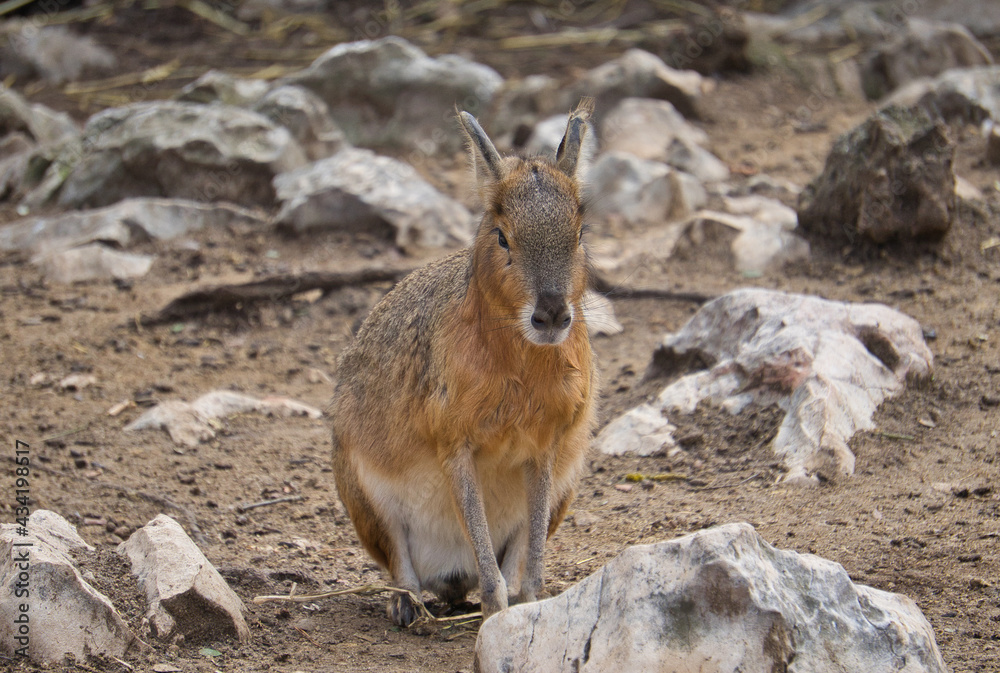 Fototapeta premium Portrait of Capybara in a nature reserve.