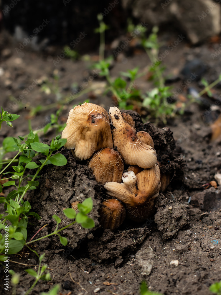 Mushrooms in the forest. Closeup of forest mushrooms. Little fresh mushrooms. Mushrooms and leafs in forest. Mushrooms in the forest. Closeup of forest mushrooms. Little fresh mushrooms. Mushrooms and leafs in forest.