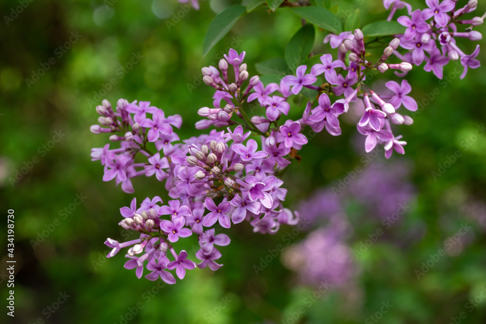 Close macro texture view of full blooming Chinese lilac (syringa chinensis) flower blossoms, with defocused background Close macro texture view of full blooming Chinese lilac (syringa chinensis) flower blossoms, with defocused background
