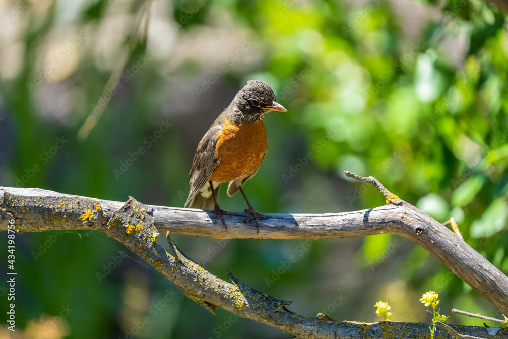 robin on a branch robin on a branch
