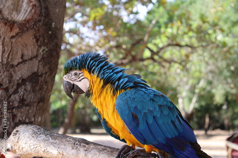 Fototapeta premium blue and yellow macaw