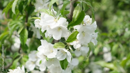 White apple flowers in the spring wind