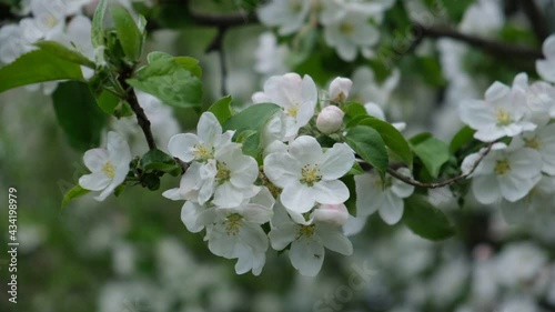 Blooming apple tree branch in spring