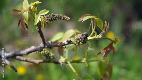 Walnut branch blooms in spring