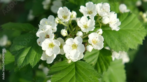 Blooming branch of hawthorn in the spring wind