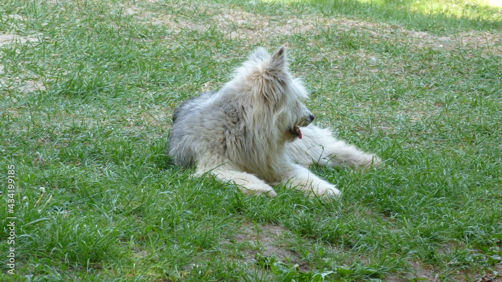 Fototapeta premium terrier laying in the grass
