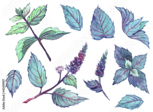 Large botanical set of flowers and leaves of peppermint. Hand drawn watercolor illustration isolated on white background