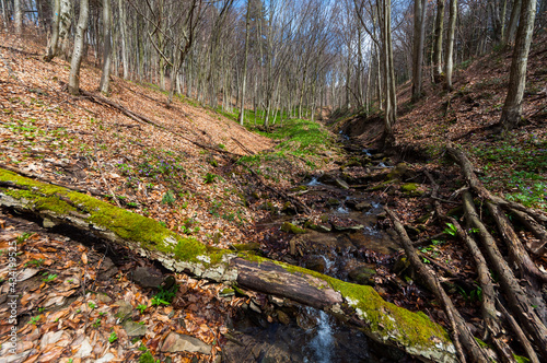 Early spring in Bieszczady, bear garlic growing in beech forests, Tołsta, Bieszczady Mountains