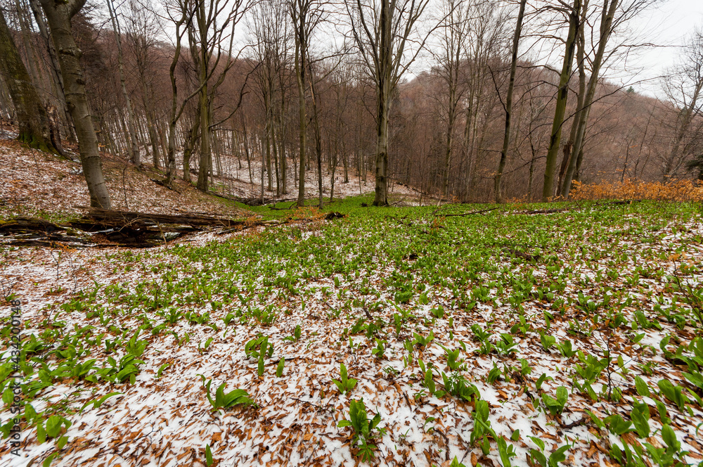 Fototapeta premium Early spring in Bieszczady, bear garlic growing in beech forests, Tołsta, Bieszczady Mountains
