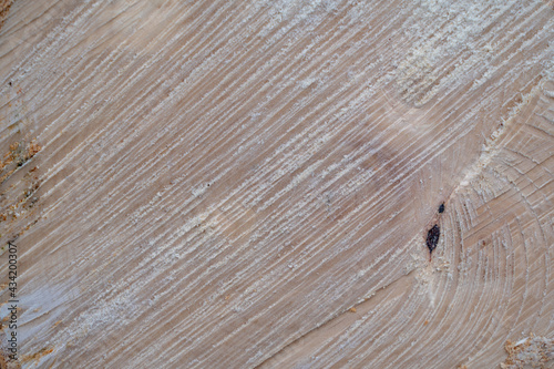 Wood texture of cut tree trunk, close-up.