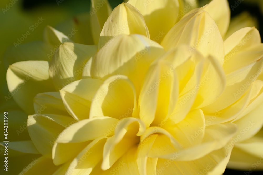 Yellow dahlia under soft sunset light growing outside in open air district garden close up, macro