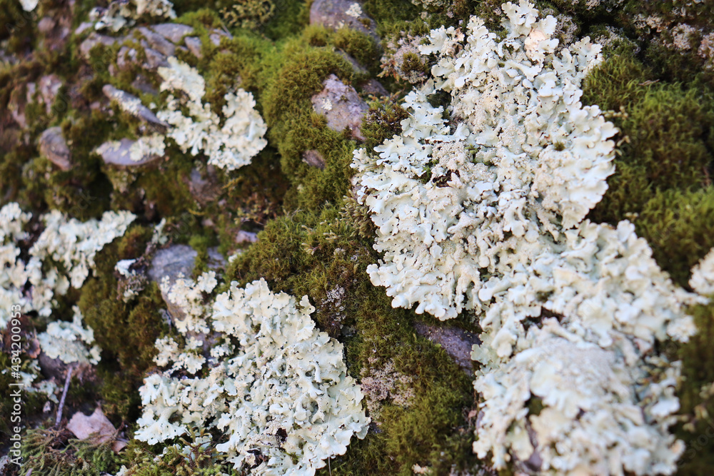Rock face covered in deep green moss interspersed with patches of light green lichen Rock face covered in deep green moss interspersed with patches of light green lichen
