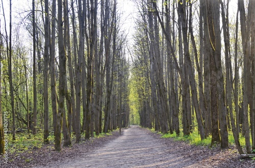 path in the forest