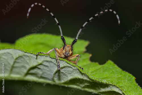 Beetle on green leaf. © pilat666