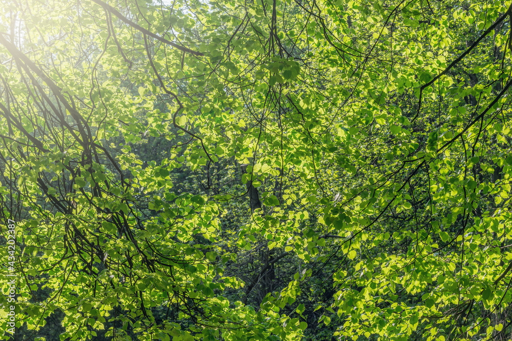 Fototapeta premium Green leaves on the tree branches in the forest.