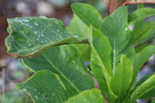 水滴のついた植物　梅雨