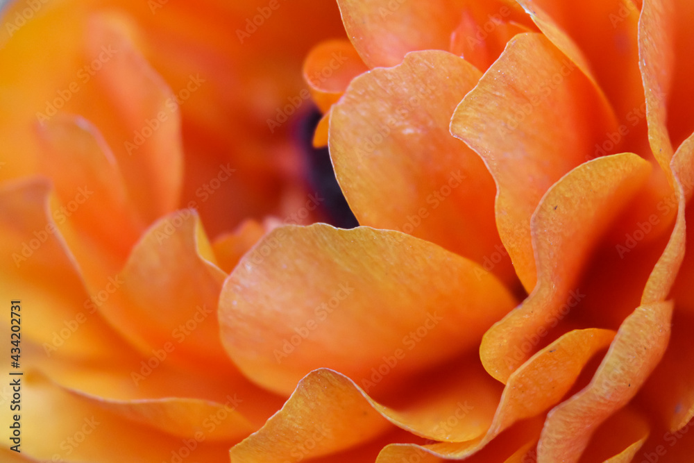 Orange flower petals. Macro photo Orange flower petals. Macro photo