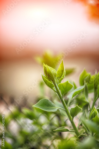 Background with green sprouts on lilac bush branches during spring.