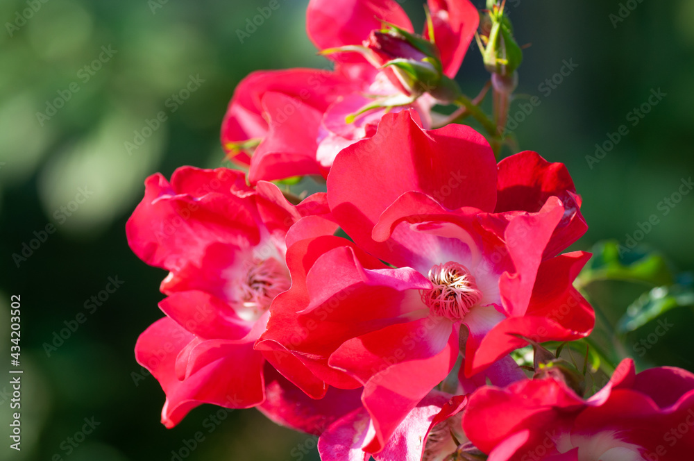 Climbing Rose, large bright red flowers with white centres growing outside in open air district garden close up, macro, floral background Climbing Rose, large bright red flowers with white centres growing outside in open air district garden close up, macro, floral background