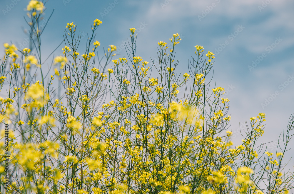 Field of yellow wild flowers with cloudy sky as background Field of yellow wild flowers with cloudy sky as background