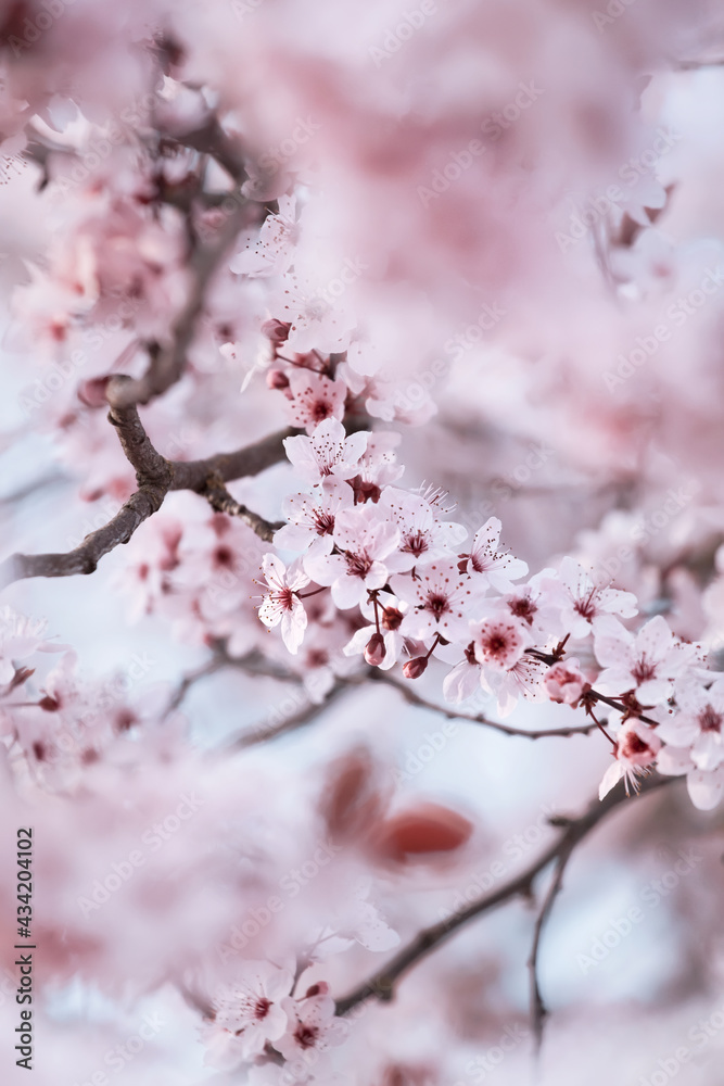 Branches of blossoming pink sakura, soft focus outdoor shot Branches of blossoming pink sakura, soft focus outdoor shot