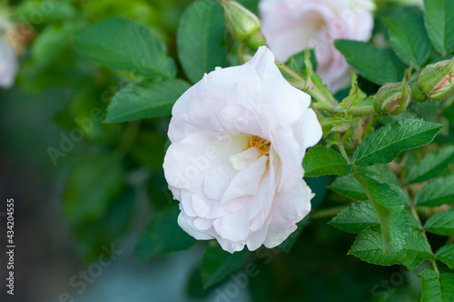 Branch of wild rose with white flowers and green leaves, growing outside in open air district garden close up, macro, floral background