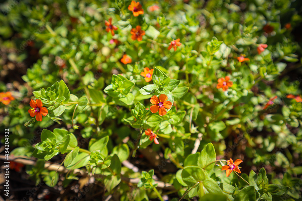 Flower orange and green leaves natural field Flower orange and green leaves natural field