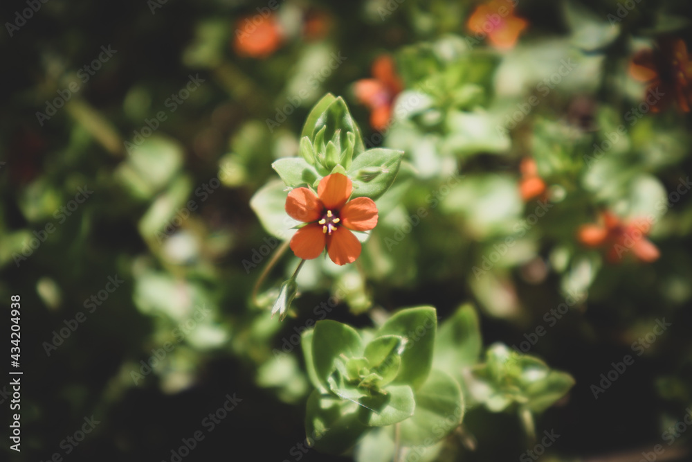 Flower orange and green leaves natural Flower orange and green leaves natural