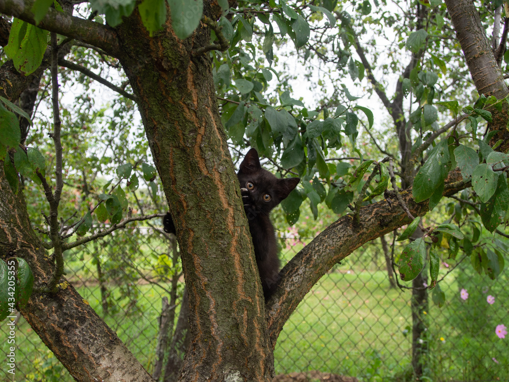 Fototapeta premium Cat on a tree.