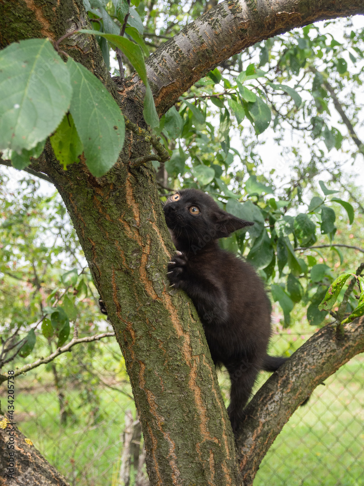 Black kitten climbing a tree. Black kitten climbing a tree.
