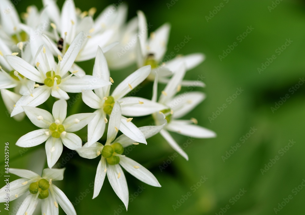 Wild garlic flowers closeup, blooming bear's garlic, spring white flowers background. Wild garlic flowers closeup, blooming bear's garlic, spring white flowers background.