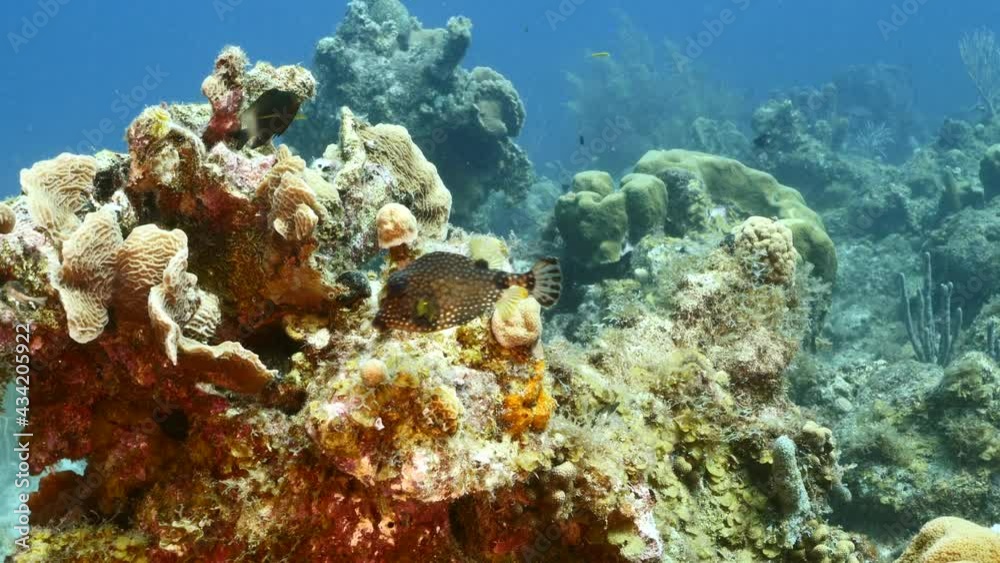 Seascape with various fish, coral and sponge in coral reef of Caribbean Sea, Curacao Seascape with various fish, coral and sponge in coral reef of Caribbean Sea, Curacao