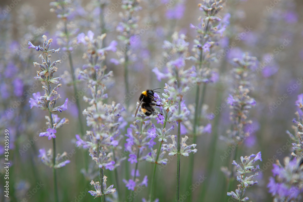 bee collects nectar on lavender flowers bee collects nectar on lavender flowers