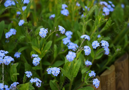 Forget-me-not flowers as meadow for spring background