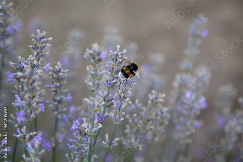 bee collects nectar on lavender flowers © Eugenia