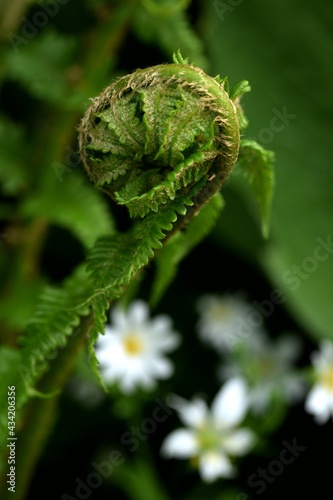 Unfolding ferns leaf in spring garden surroundings, wild garden background.