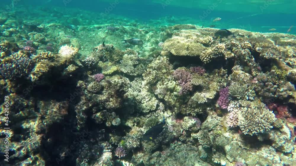 Underwater world of the Red sea. Coral reef and colorful fish in clear sea water Underwater world of the Red sea. Coral reef and colorful fish in clear sea water